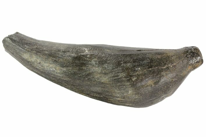 Fossil Sperm Whale (Scaldicetus) Tooth #78217